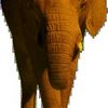 Elefantus