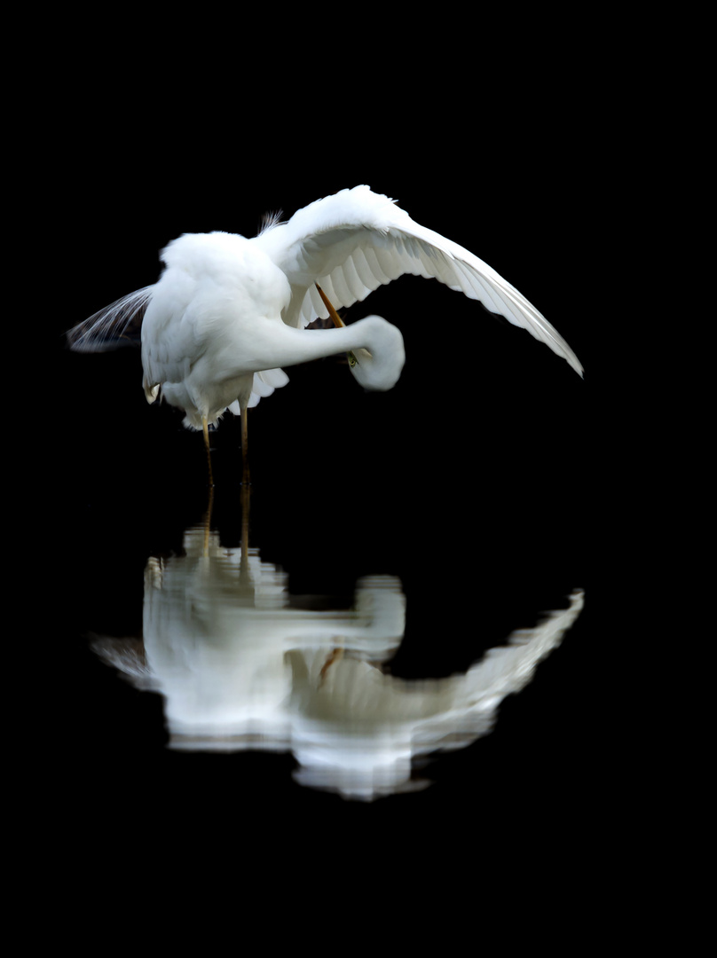 Elegance black (Ardea alba)