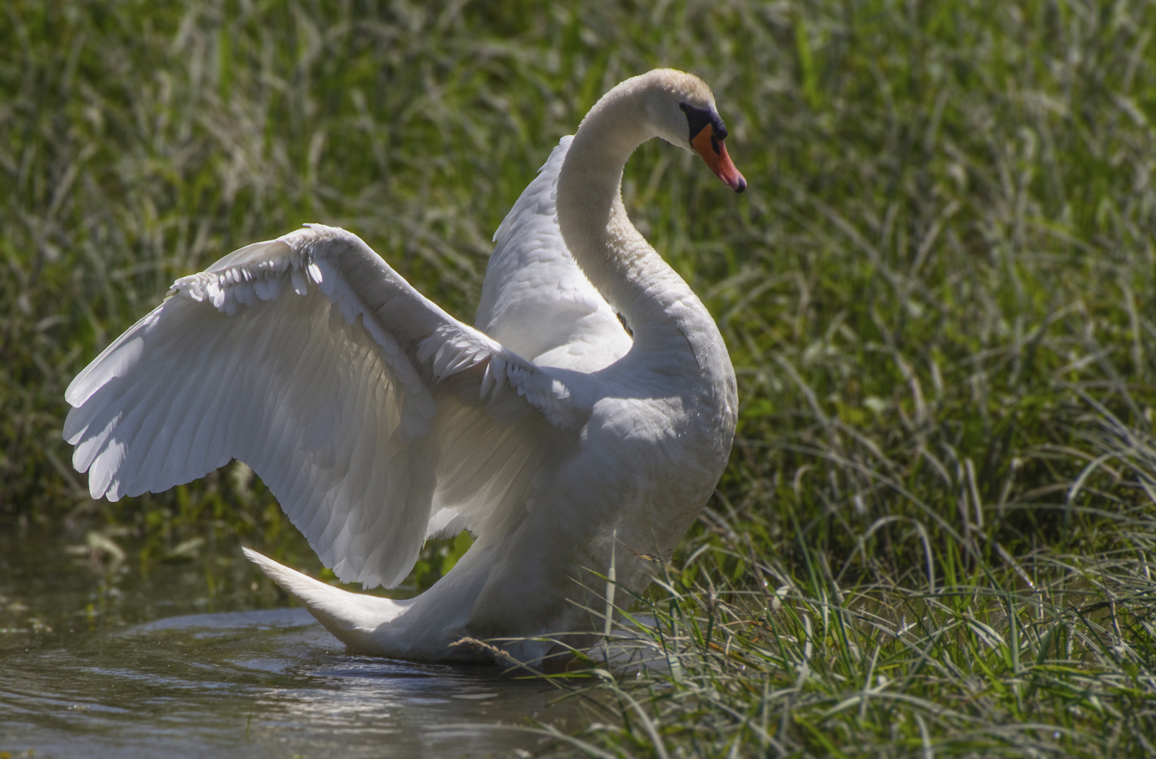 Elégance (Cygnus olor, cygne tuberculé)