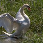 Elégance (Cygnus olor, cygne tuberculé)