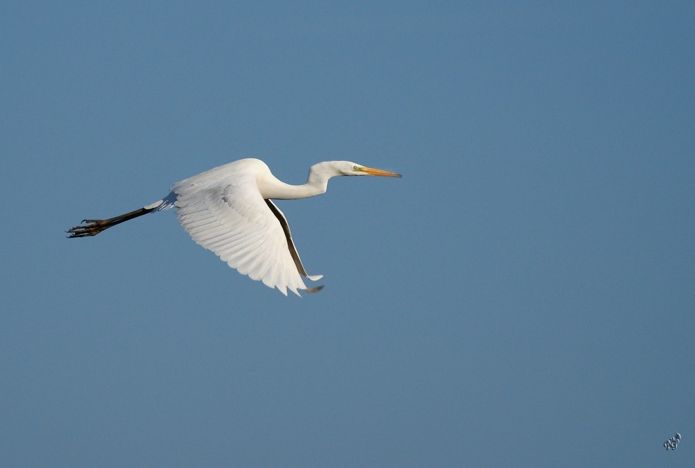 Elégance de Dame Aigrette en vol