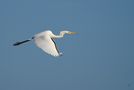 Elégance de Dame Aigrette en vol de aline64 