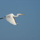 Elégance de Dame Aigrette en vol