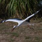 Elégance du geste ! (Ciconia ciconia, cigogne blanche)