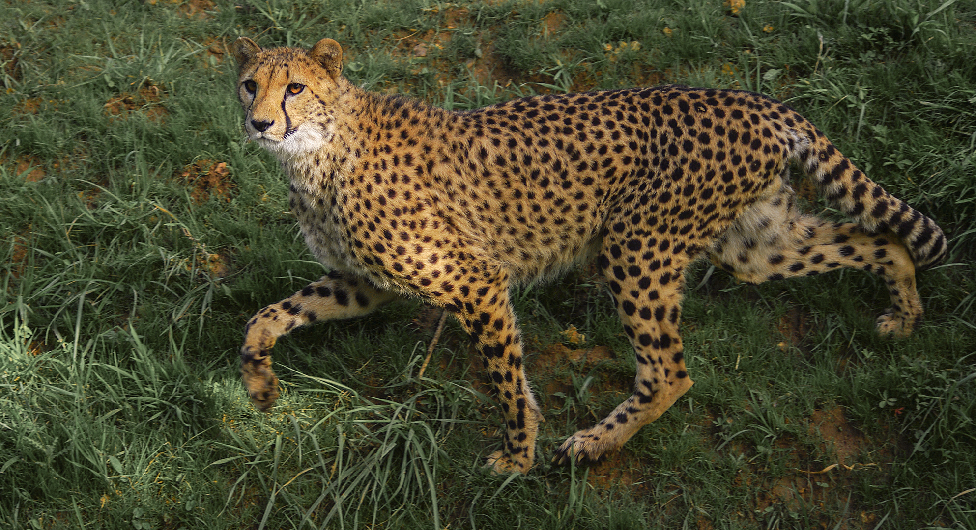 Elégance féline 3 (Acinonyx jubatus, guépard)