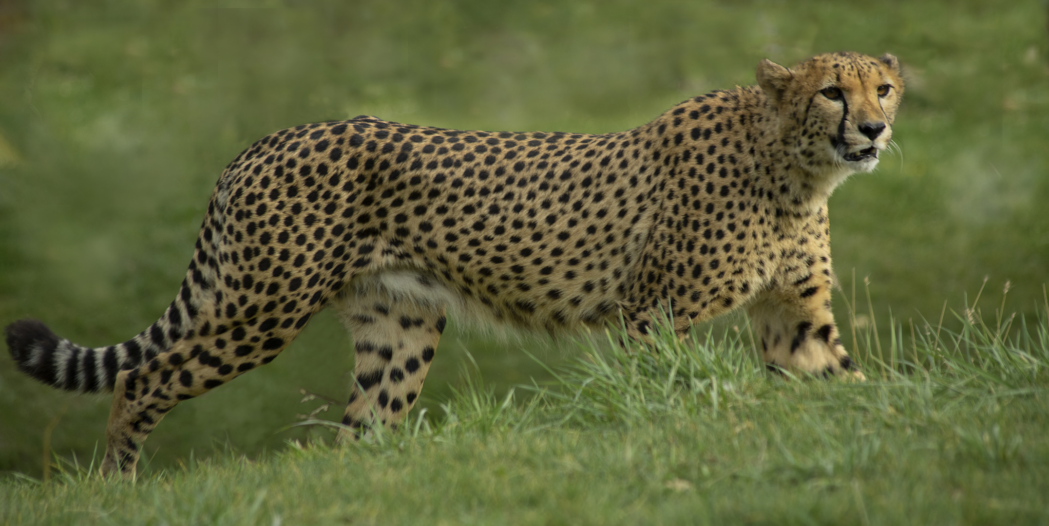 Elégance féline (Acinonyx jubatus, guépard)