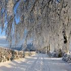 Elégance hivernale