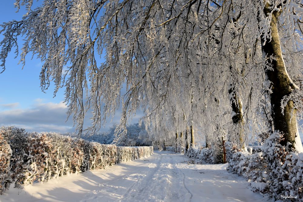 Elégance hivernale