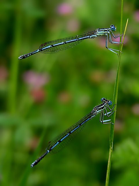 elegance of nature