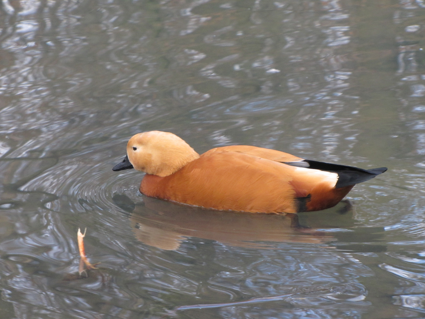 Elegance on Water