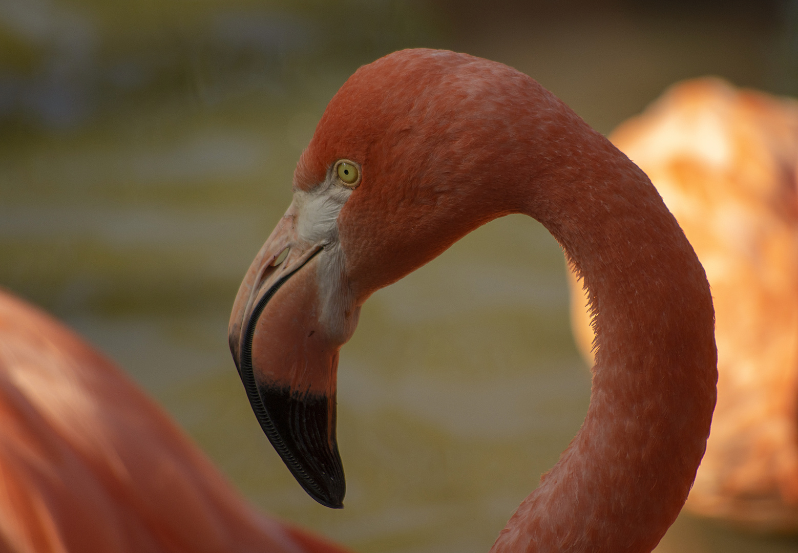 Elégance (Phoenicopterus roseus, flamant rose)