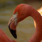 Elégance (Phoenicopterus roseus, flamant rose)