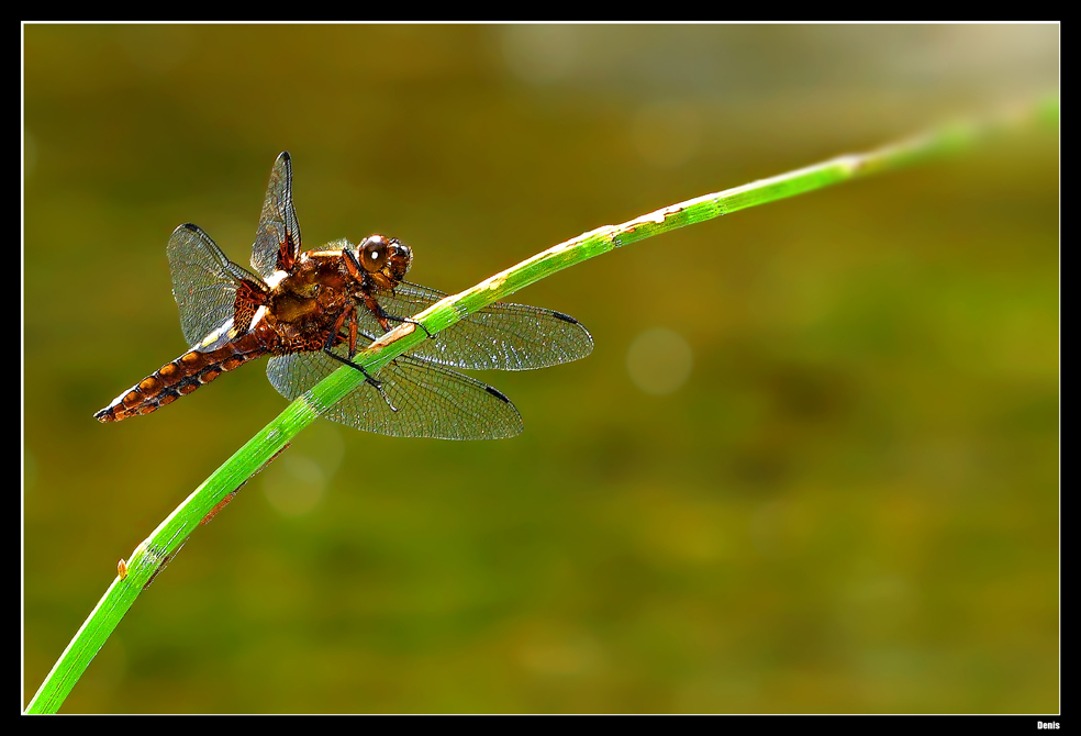 ...Elégance sur le lac...