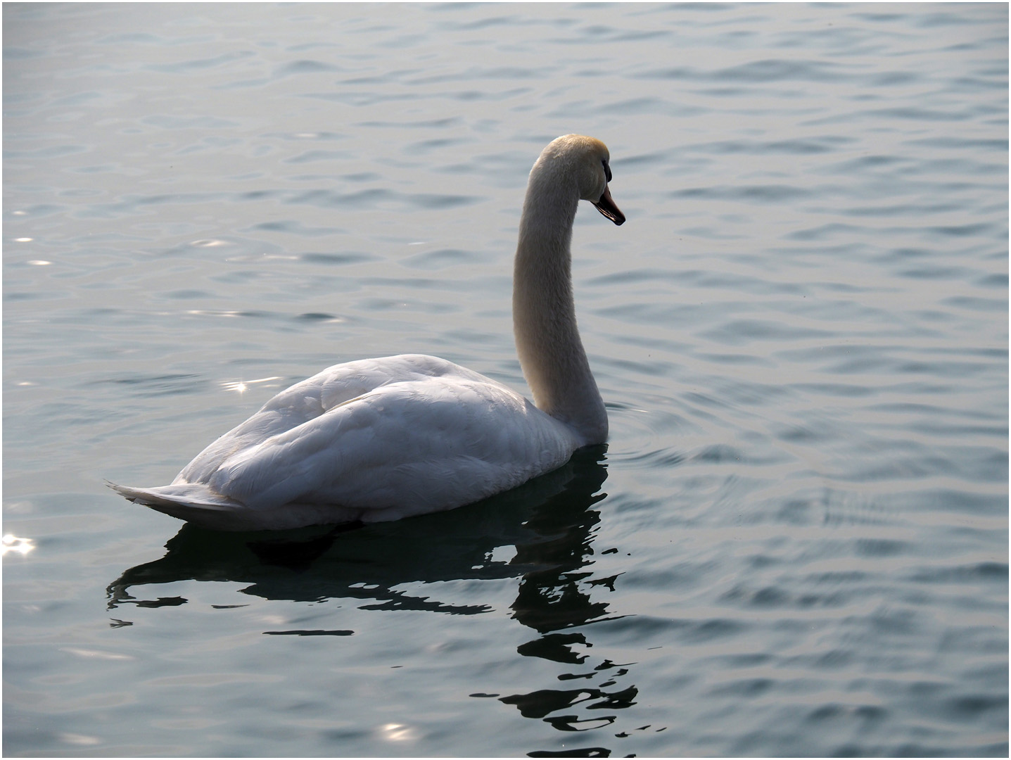 Elégance sur le Lac de Garde