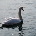 Elégance sur le Lac de Garde