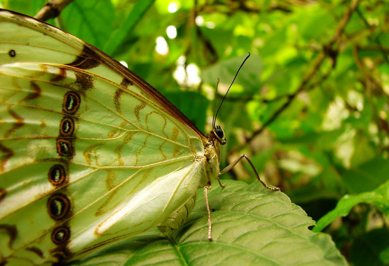 Elegancia