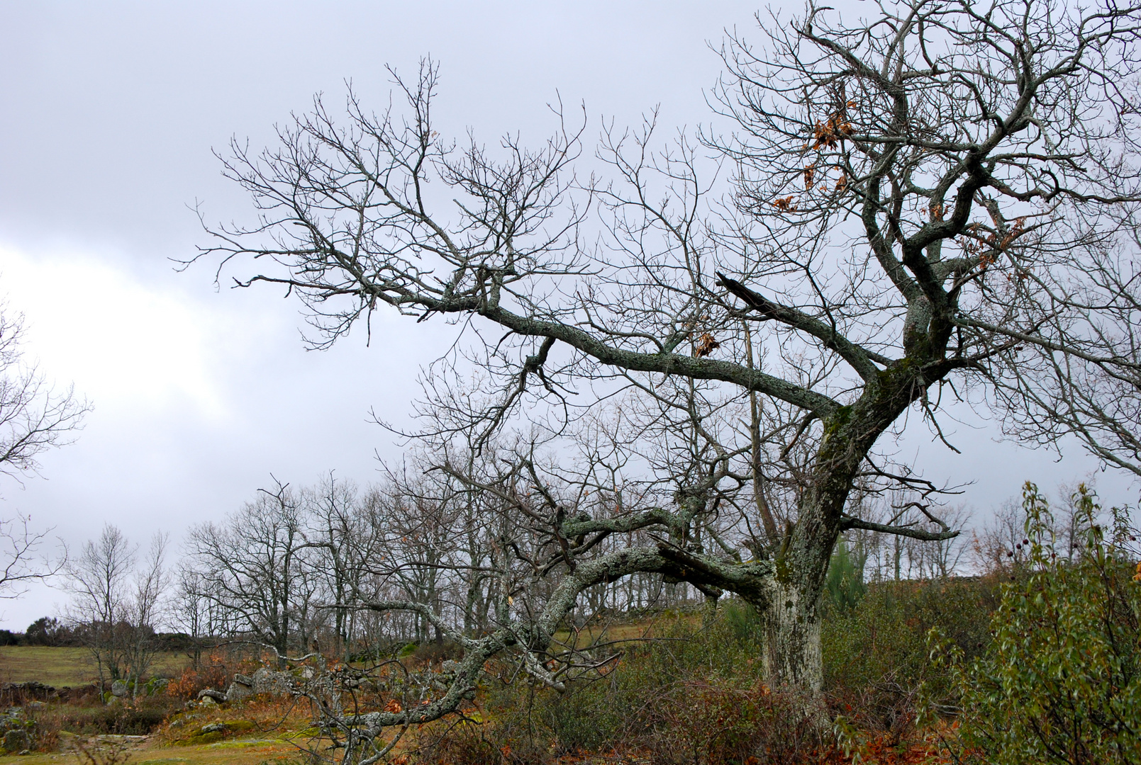 elegancia de arbol