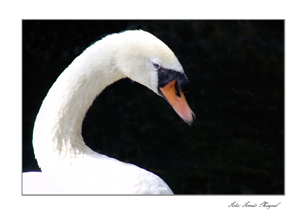 Elegancia en Blanco