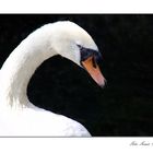 Elegancia en Blanco