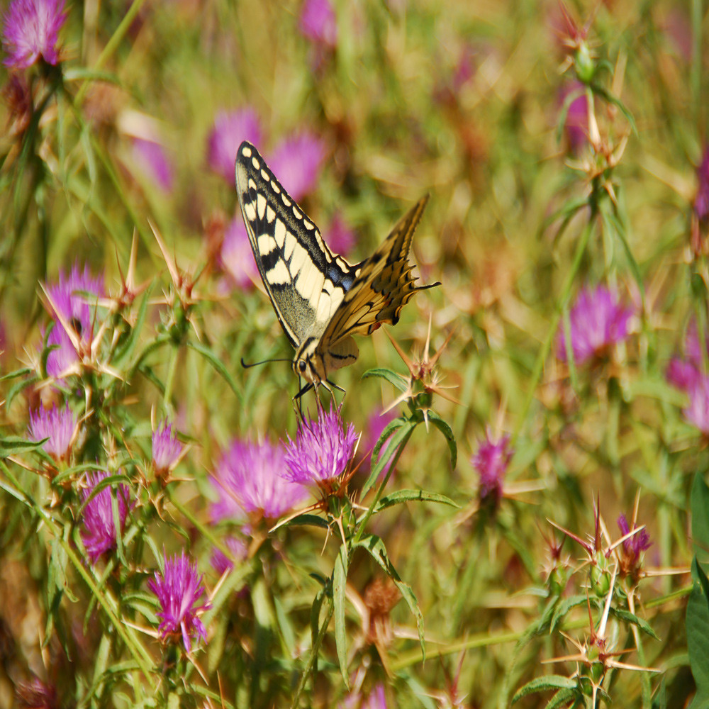 Elegancia natural.