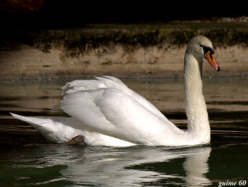 elegancia sutil