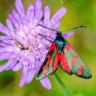 Elegans-Widderchen (Zygaena angelicae)