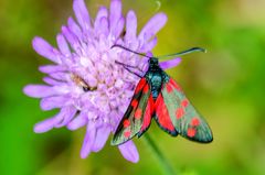 Elegans-Widderchen (Zygaena angelicae)