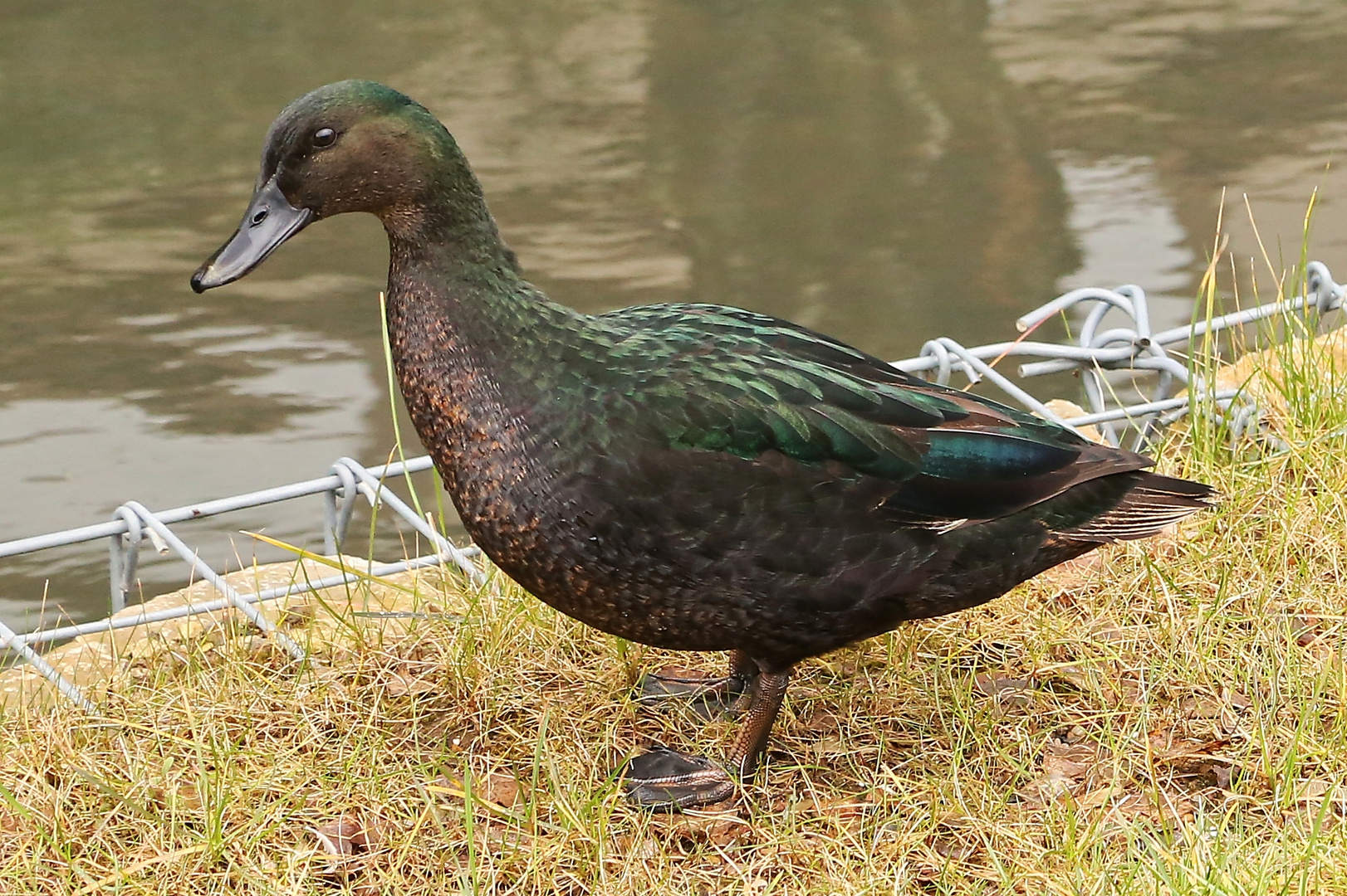 Elegant (2015_03_01_EOS 6D_1169_ji)