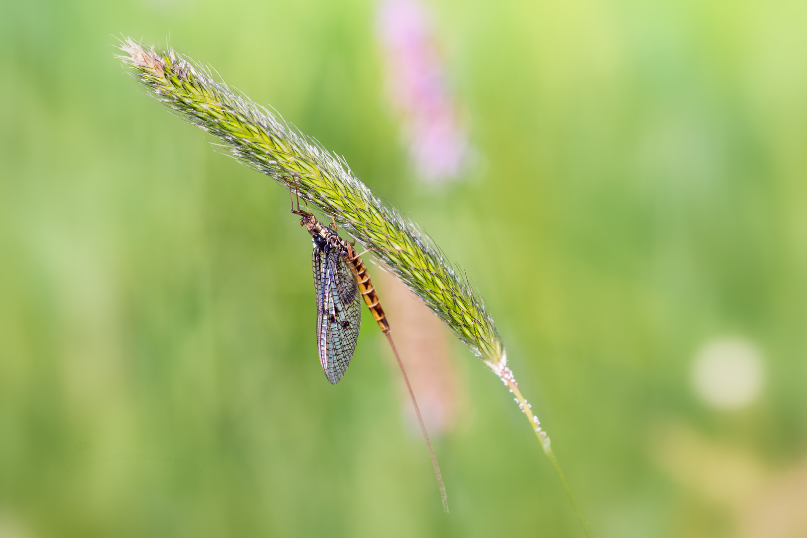 elegant abgehangen