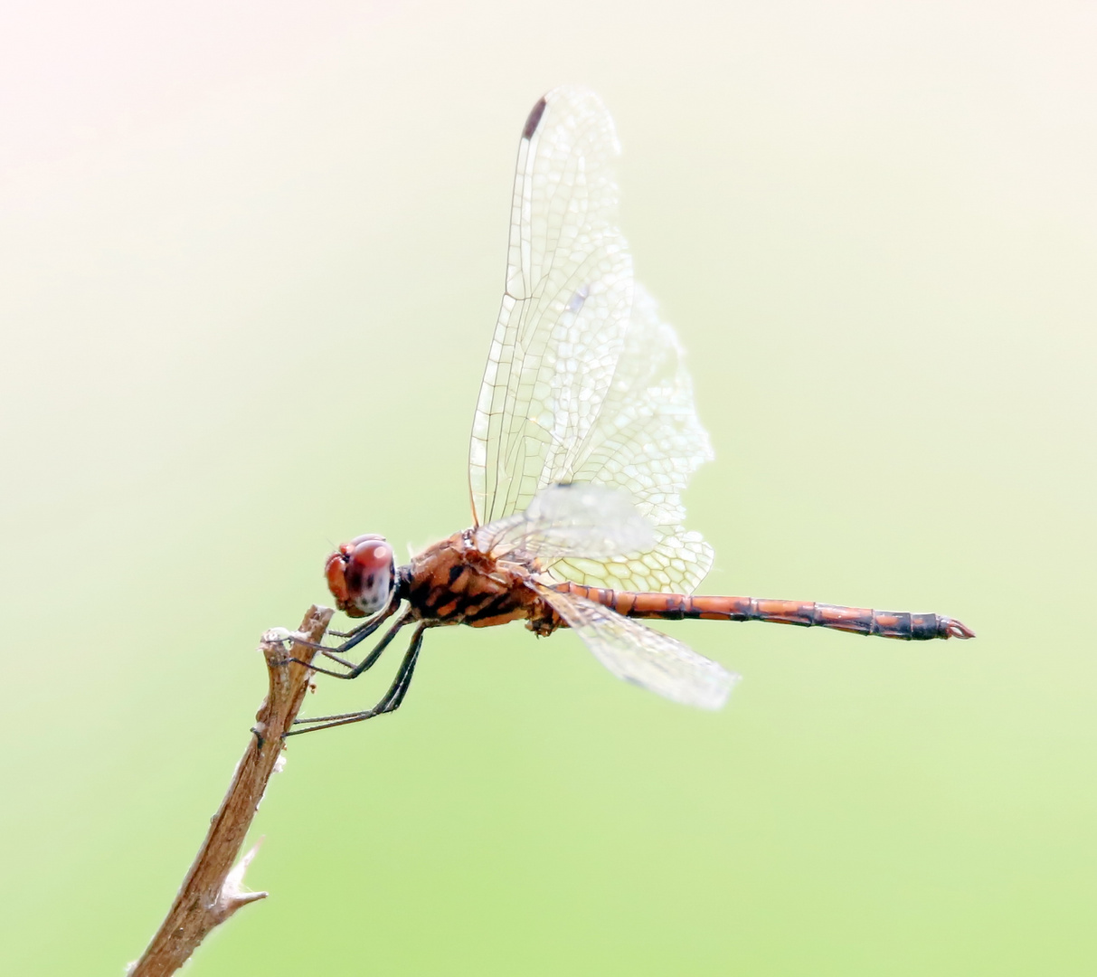 Elegant Dropwing,(Trithemis werneri),Männchen