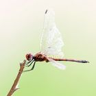 Elegant Dropwing,(Trithemis werneri),Männchen