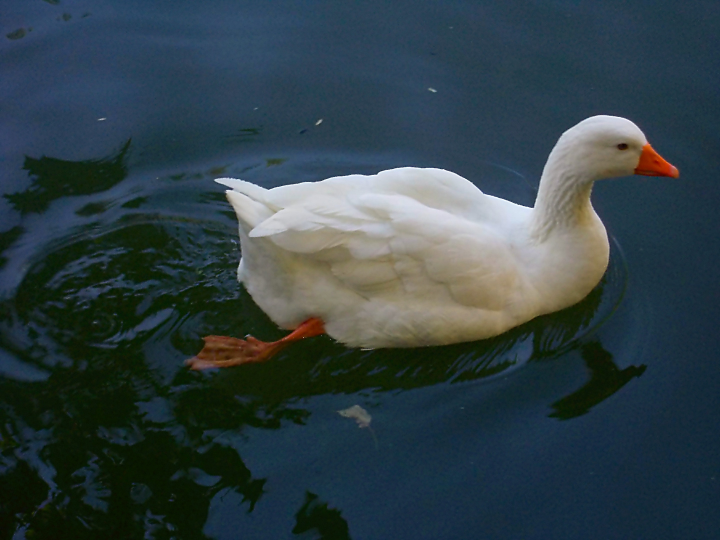 Elegant duck in the lake