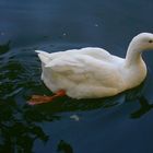 Elegant duck in the lake