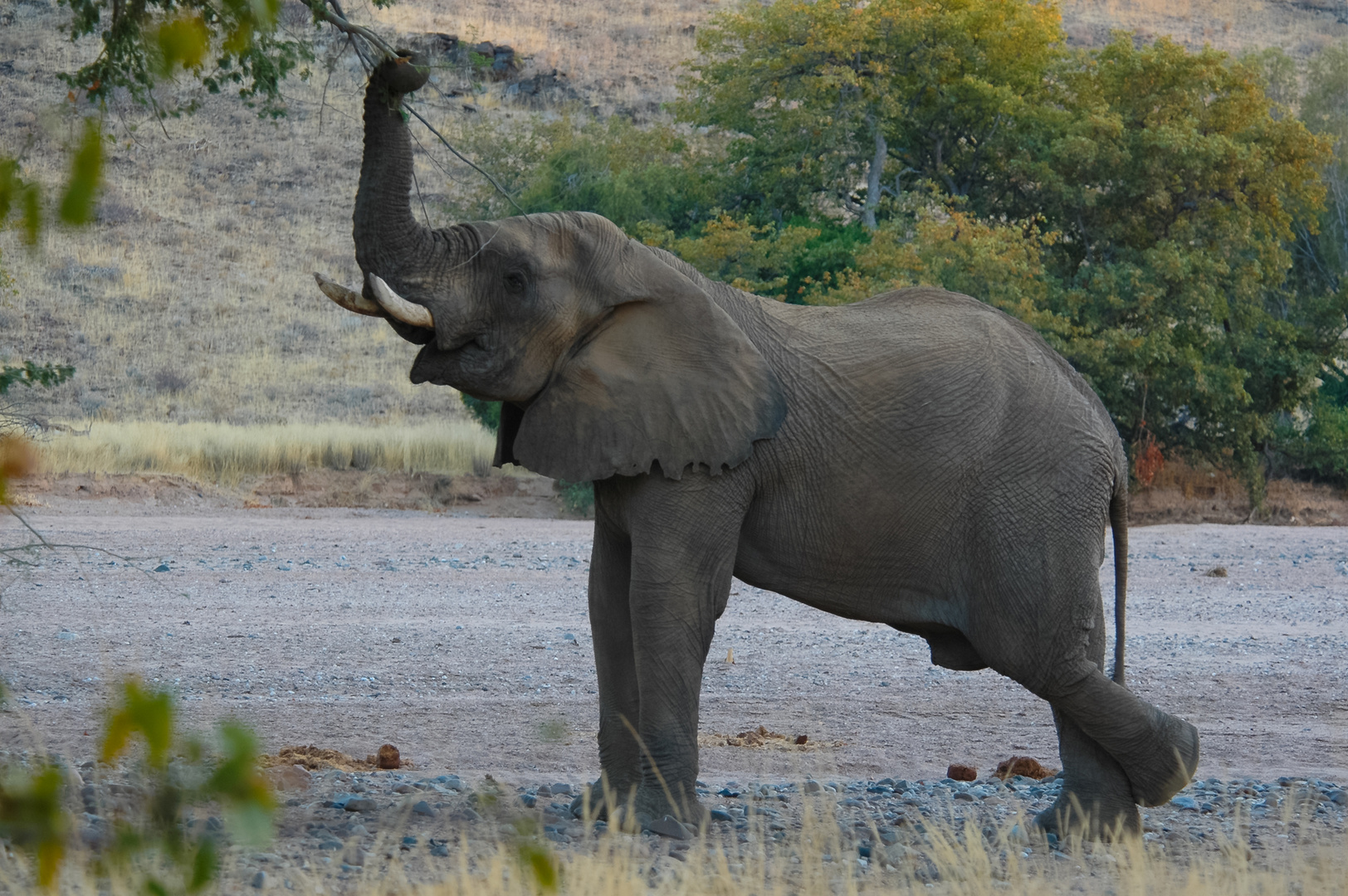 Elegant - Elefant