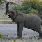 Elegant - Elefant