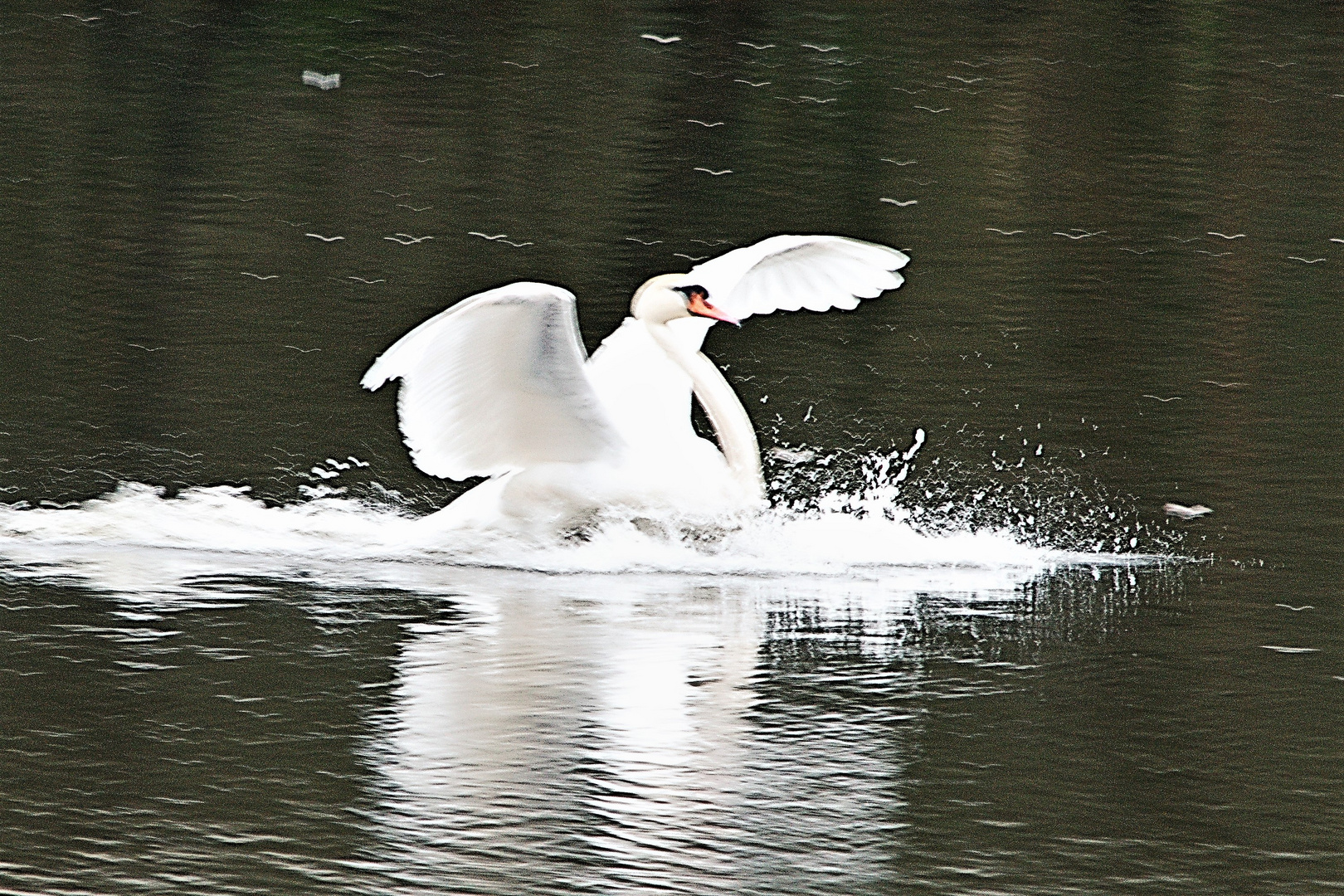 Elegant gelandet