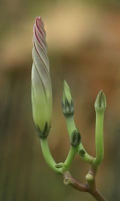 Elegant geschraubt...