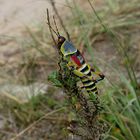 Elegant Grashopper 1