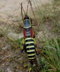 Elegant Grashopper 2