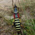 Elegant Grashopper 2