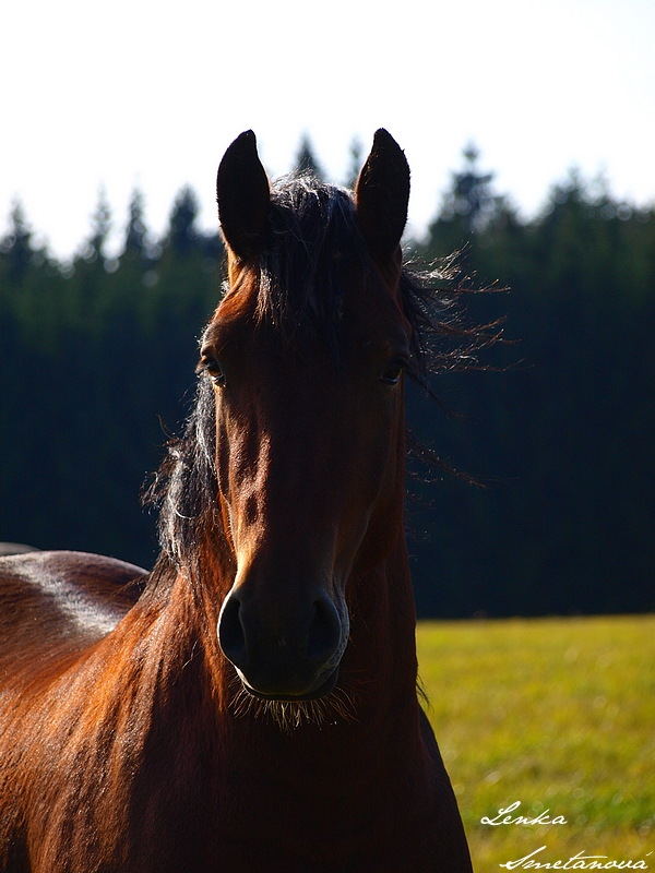 elegant horse