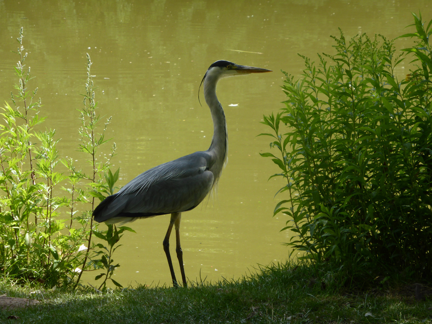 Elegant im Schatten 