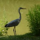 Elegant im Schatten 