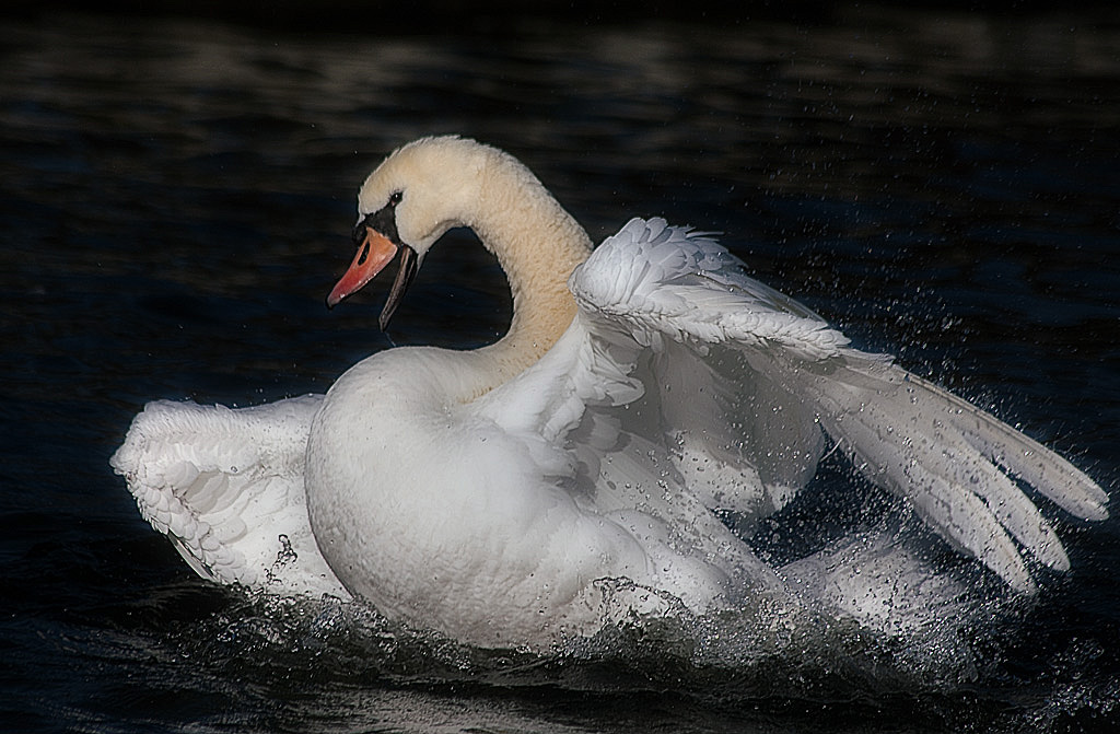 elegant in Bewegung