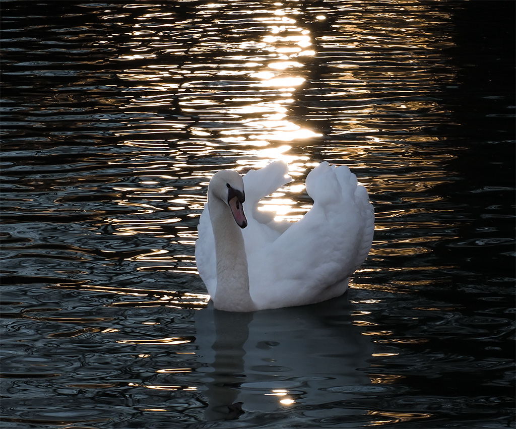 Elegant in der Abendsonne