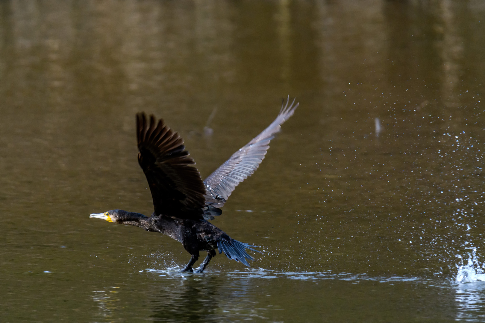 Elegant Landing