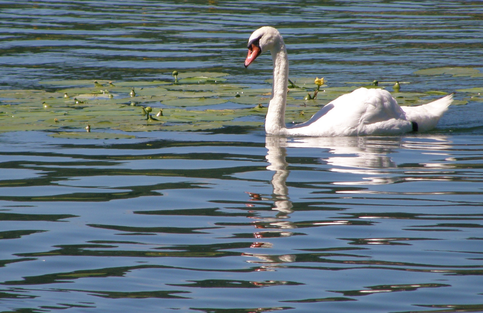 élégant même dans les reflets...