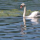 élégant même dans les reflets...