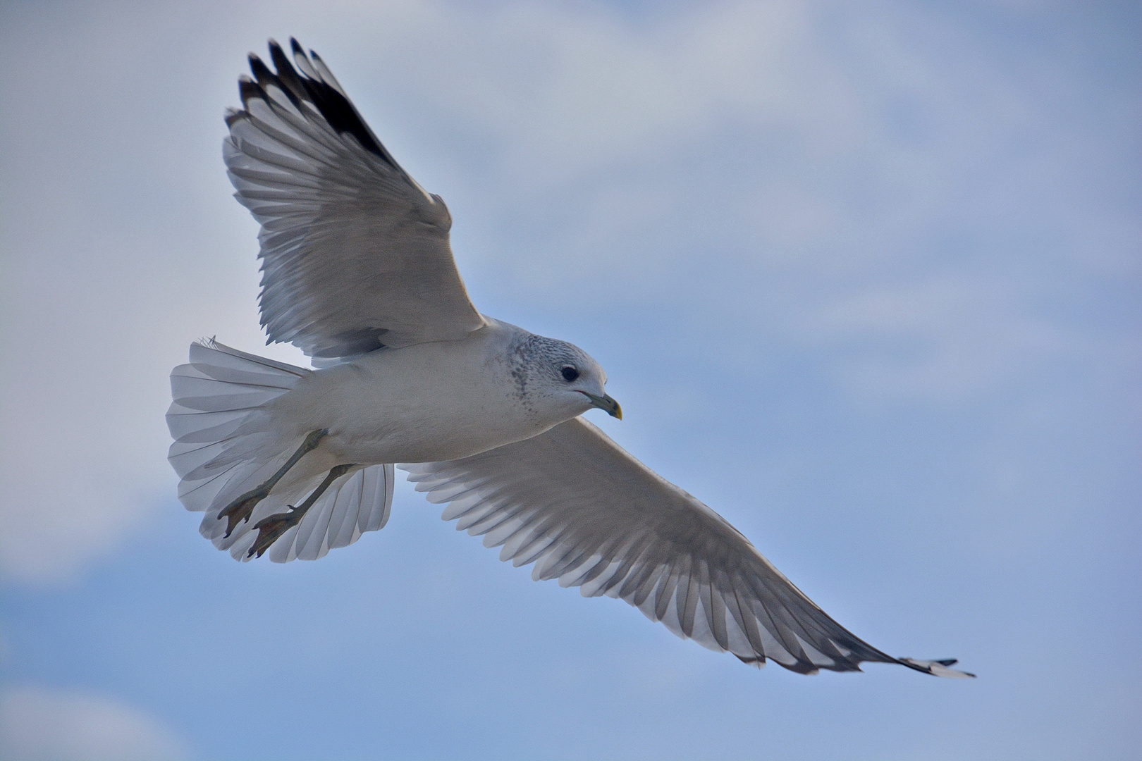 Elegant- Möwe im Januar an der Ostsee auf Usedom