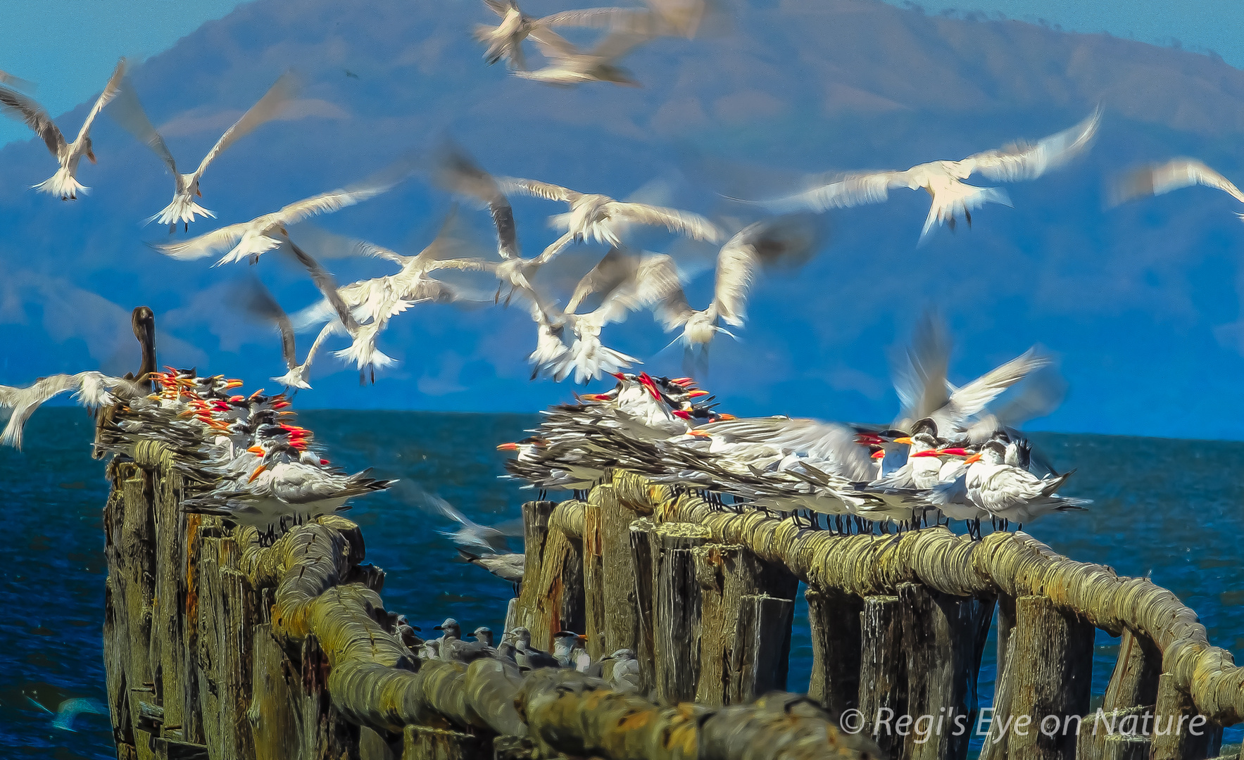 Elegant tern ponton